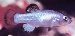 pupfish
