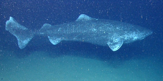 Greenland shark