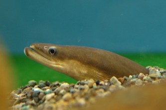 eel
