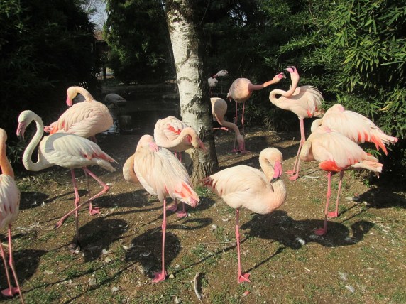 flamingos stand on one leg