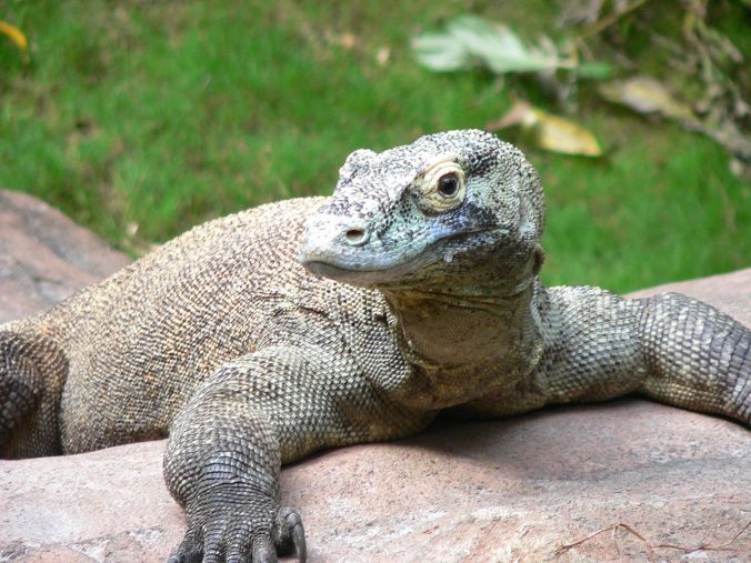 Komodo Dragon