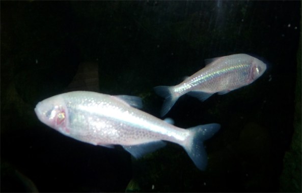 Mexican_tetra