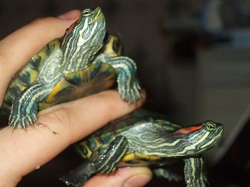 Turtles
