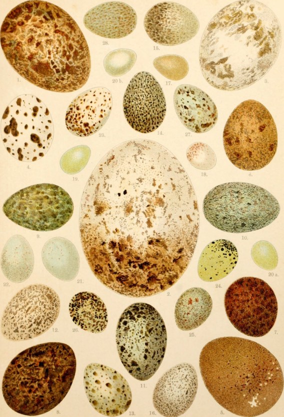 bird eggs