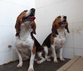 GMA Beagles