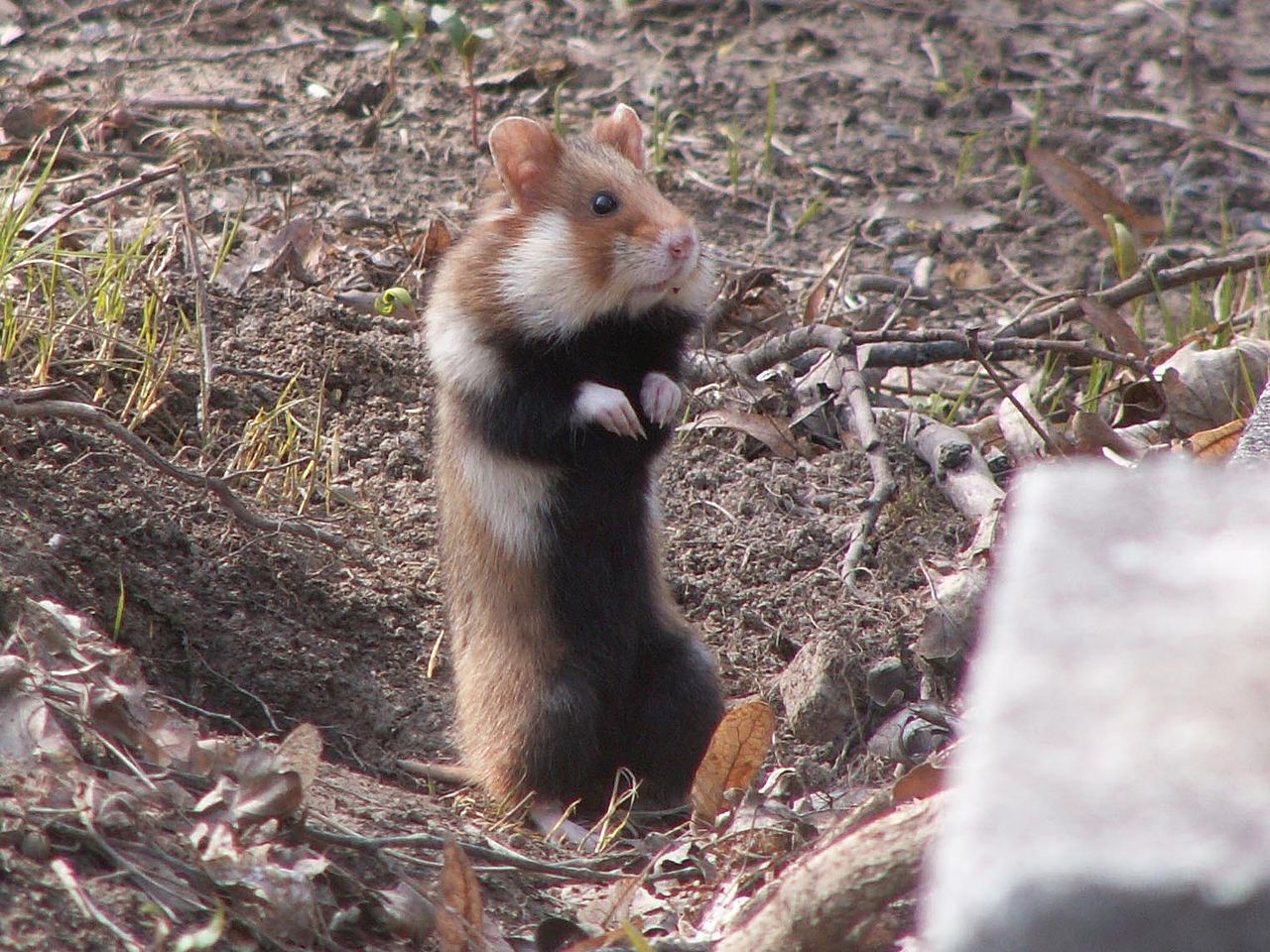 Male hamsters pack on the pounds while females stockpile food for ...