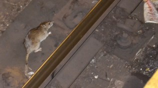 NY Rat