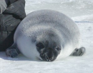 seal