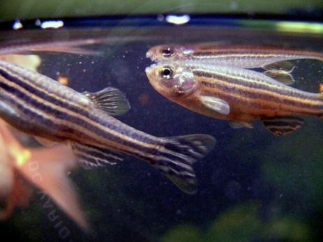 zebrafish carbon monoxide