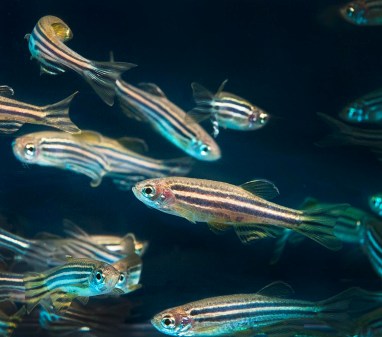 zebrafish