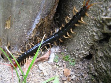 1280px-Scolopendra_subspinipes_mutilans1
