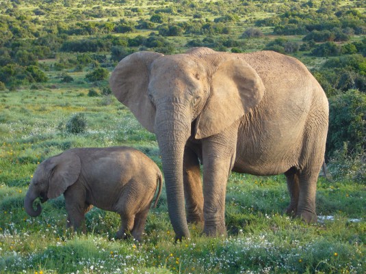 African_Bush_Elephants