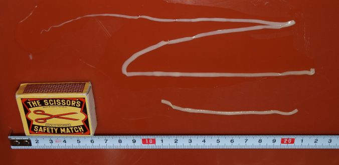 Hymenolepis_diminuta