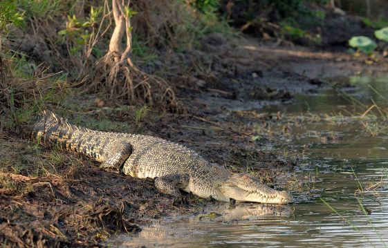 Saltwater_Crocodile_on_a_river_bank
