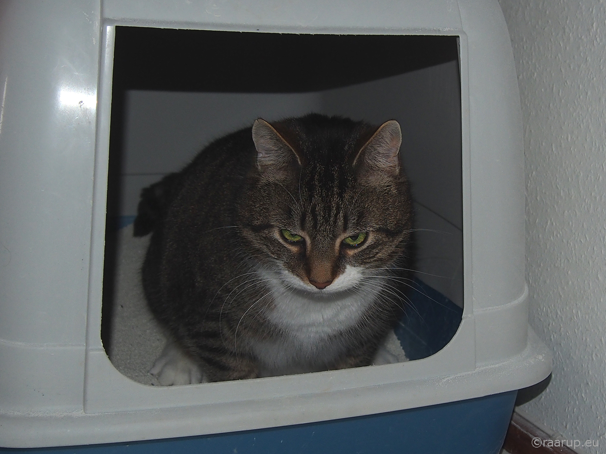 Picture of Special diet improves feline chronic kidney disease – Life Lines by Dr ...