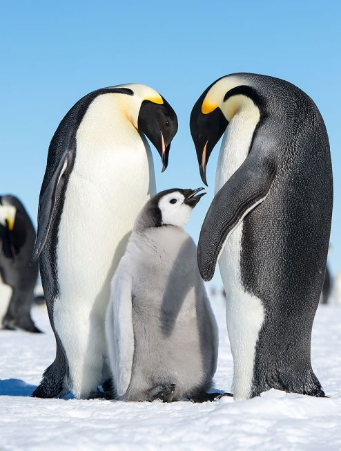 Emperor_Penguins_(15885611526)