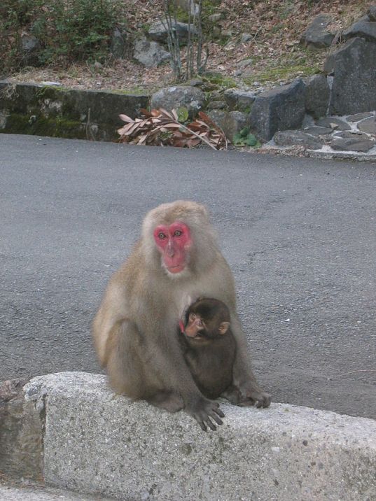 JapaneseMacaques