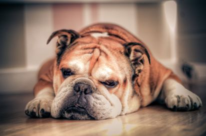 1280px-English_Bulldog_about_to_sleep