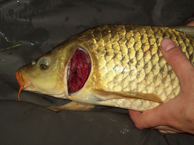 1280px-Carp_gill_defect.jpg