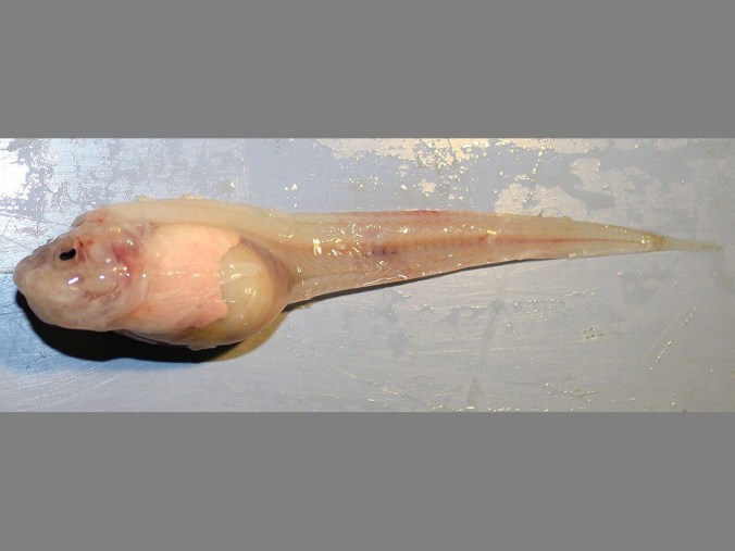 Snailfish