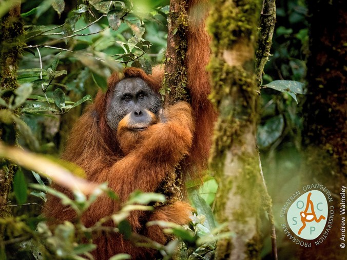 Tapanuli Orangutan