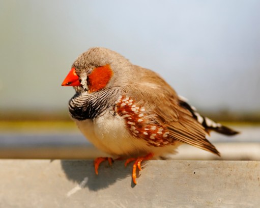 443045553_ff4fa6da2b_b