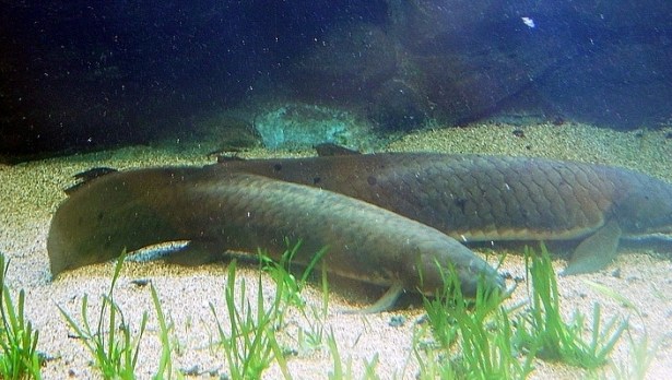 queensland_lungfish_(neoceratodus_forsteri)