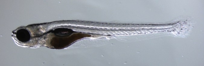 Zebrafish (21 days)