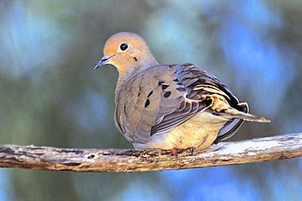1280px-115_Mourning_Dove