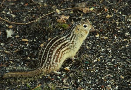 Thirteen-lined_ground_squirrel