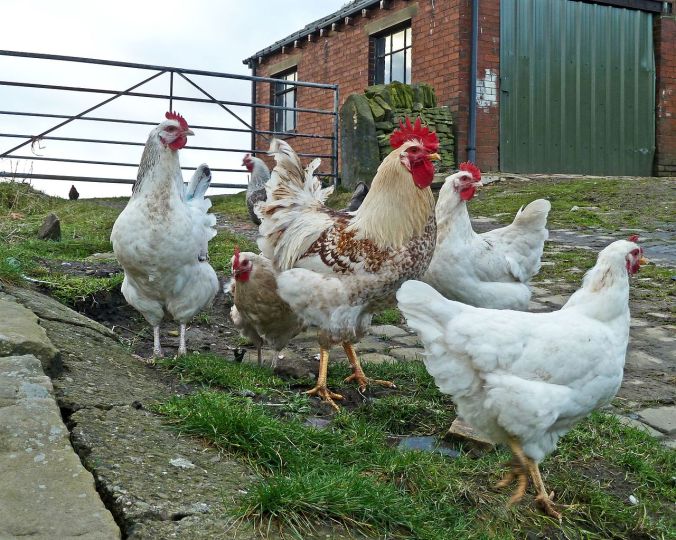 Ain't_nobody_here_but_us_chickens_(8257964331)