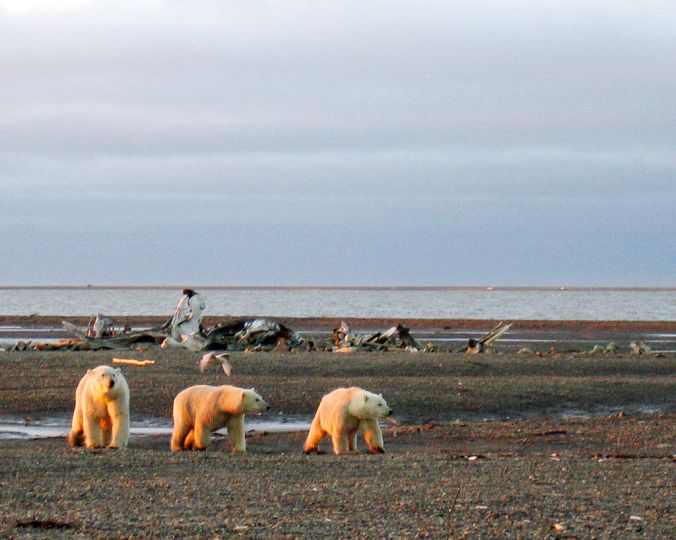 1024px-Polar_bears_on_the_Beaufort_Sea_coast