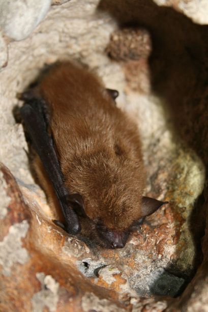 800px-Big_brown_bat_(5600873374)