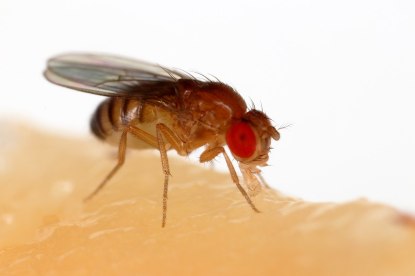 1280px-Drosophila_melanogaster_Proboscis