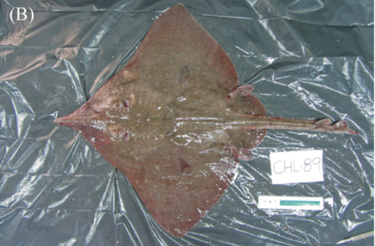 Dipturus 71 New Species Described in 2019 – Life Lines by Dr. Dolittle