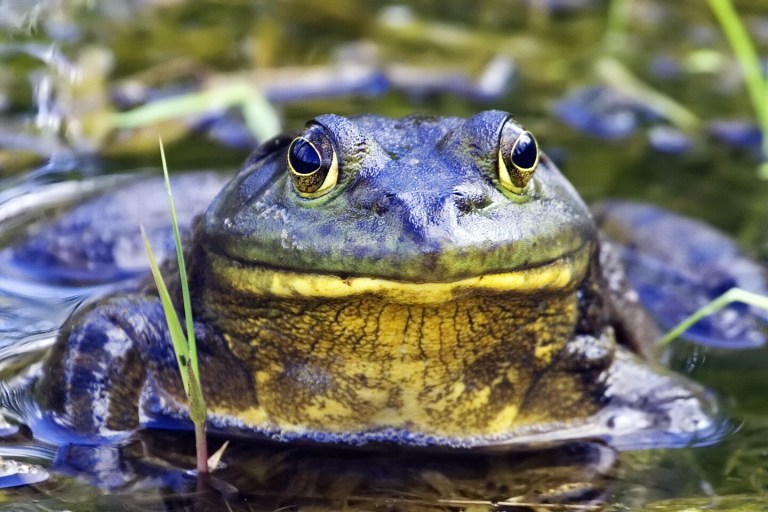 Brain Power on a Budget: How Bullfrogs Survive Without Oxygen – Life ...